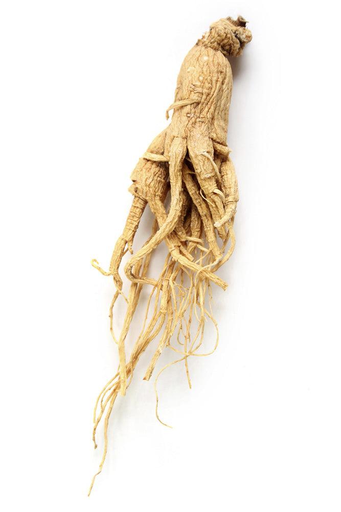 Panax Ginseng